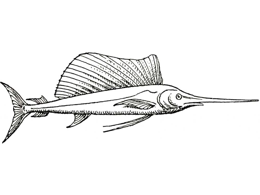 Swordfish coloring pages