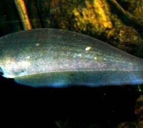 Knifefish fish breed information and pictures