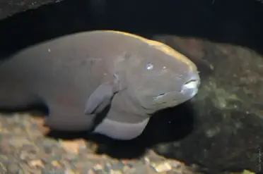 Black ghost knifefish care guide all you need to know fishkeeping world