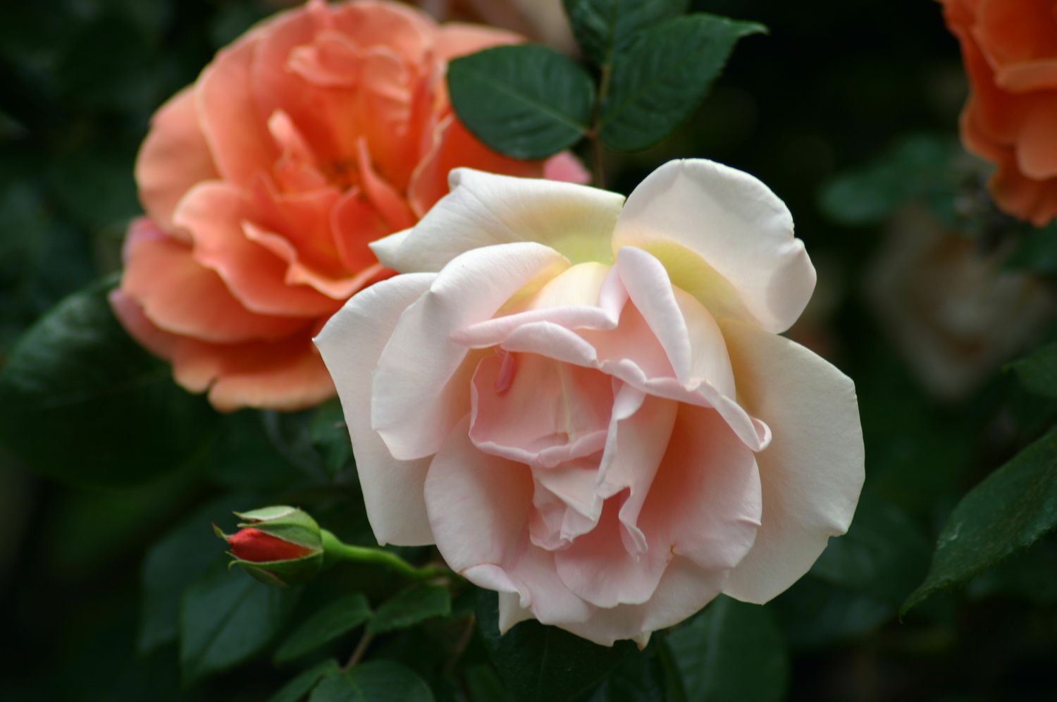 Sacred roses the spiritual symbolism of roses