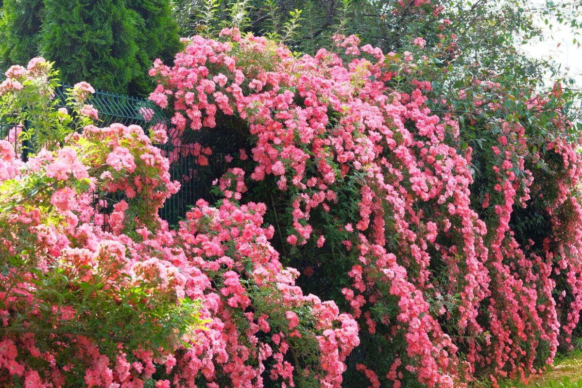 Climbing rose varieties and growing guide mistakes to avoid