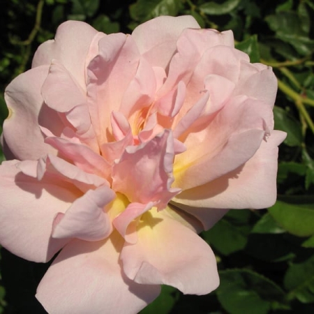 Rogue valley roses â specializing in antique rare exceptional roses