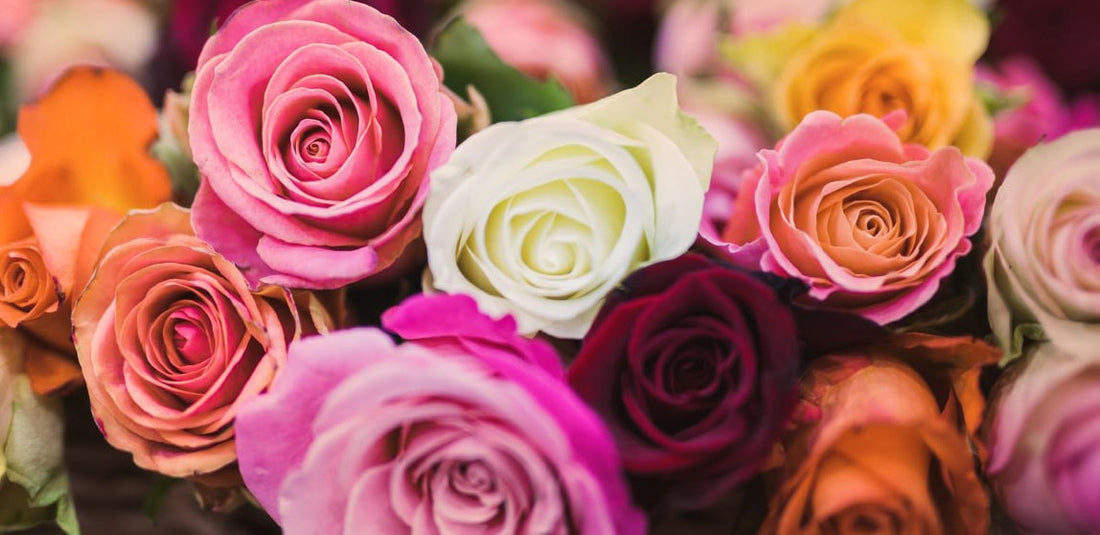 Rose color meanings