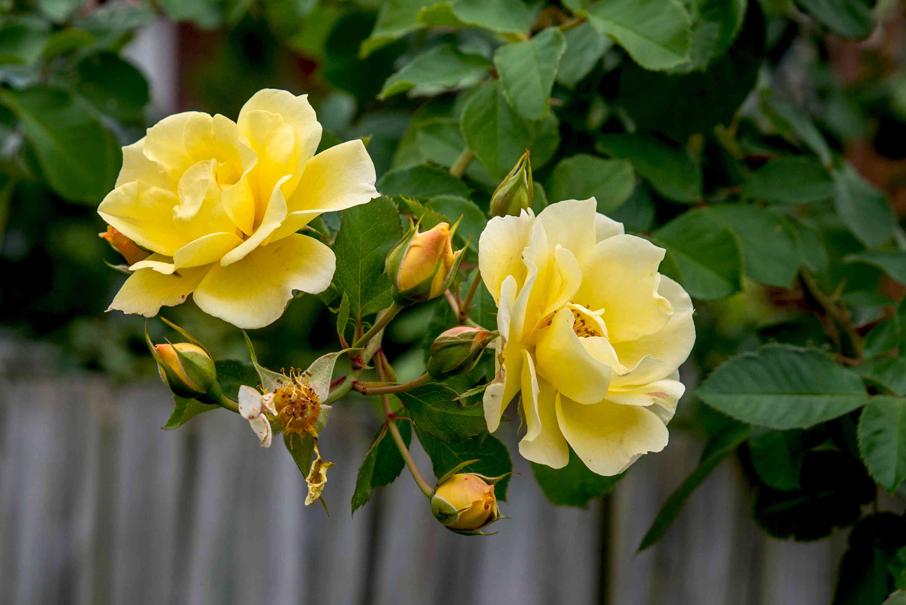 Colored roses you can grow