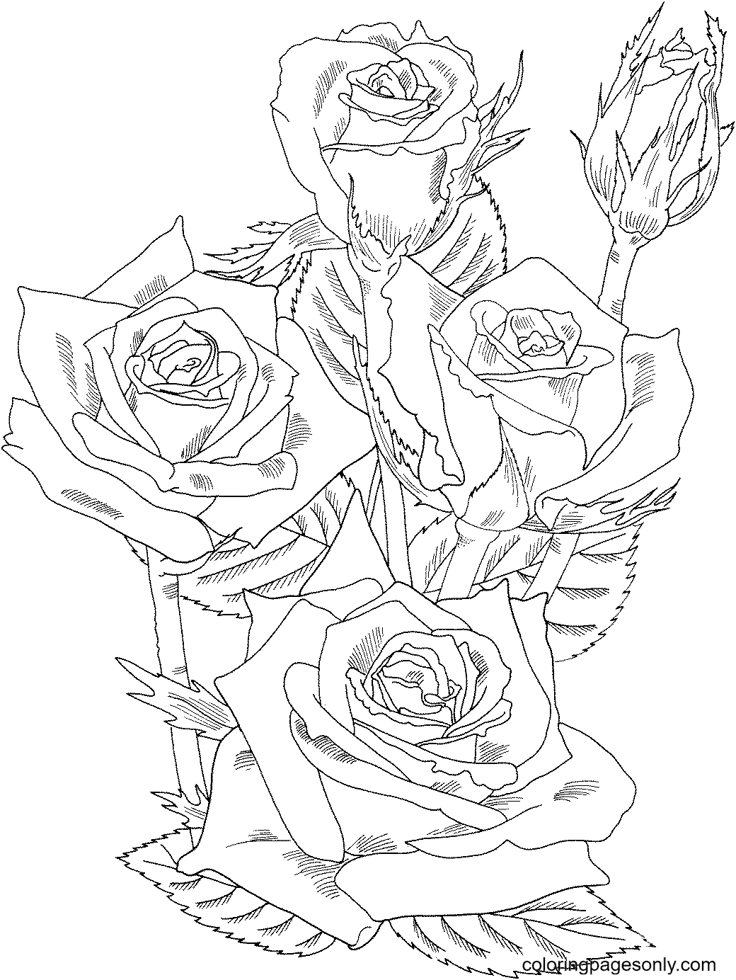 Royal sunset climbing rose coloring page