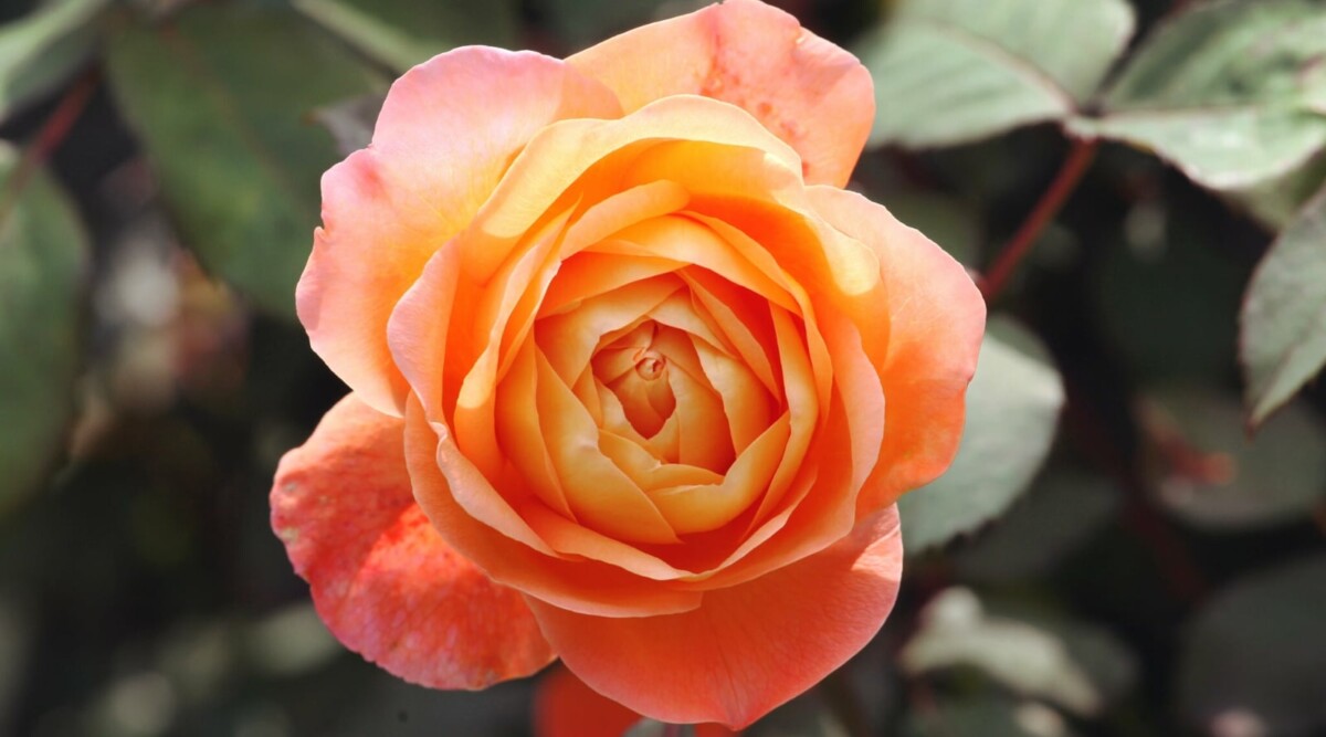 Beautiful orange rose varieties for vibrant garden color