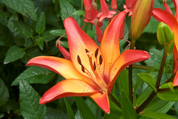 Summer bulbs the best summer