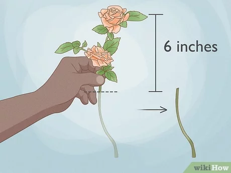 How to dry roses steps with pictures