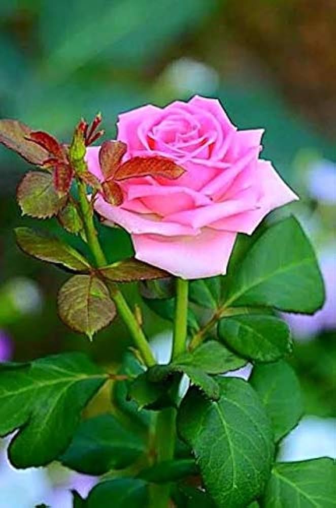Royal paradise gardenamerican pk rose flower plant home garden plant grafted rose live plant garden outdoors
