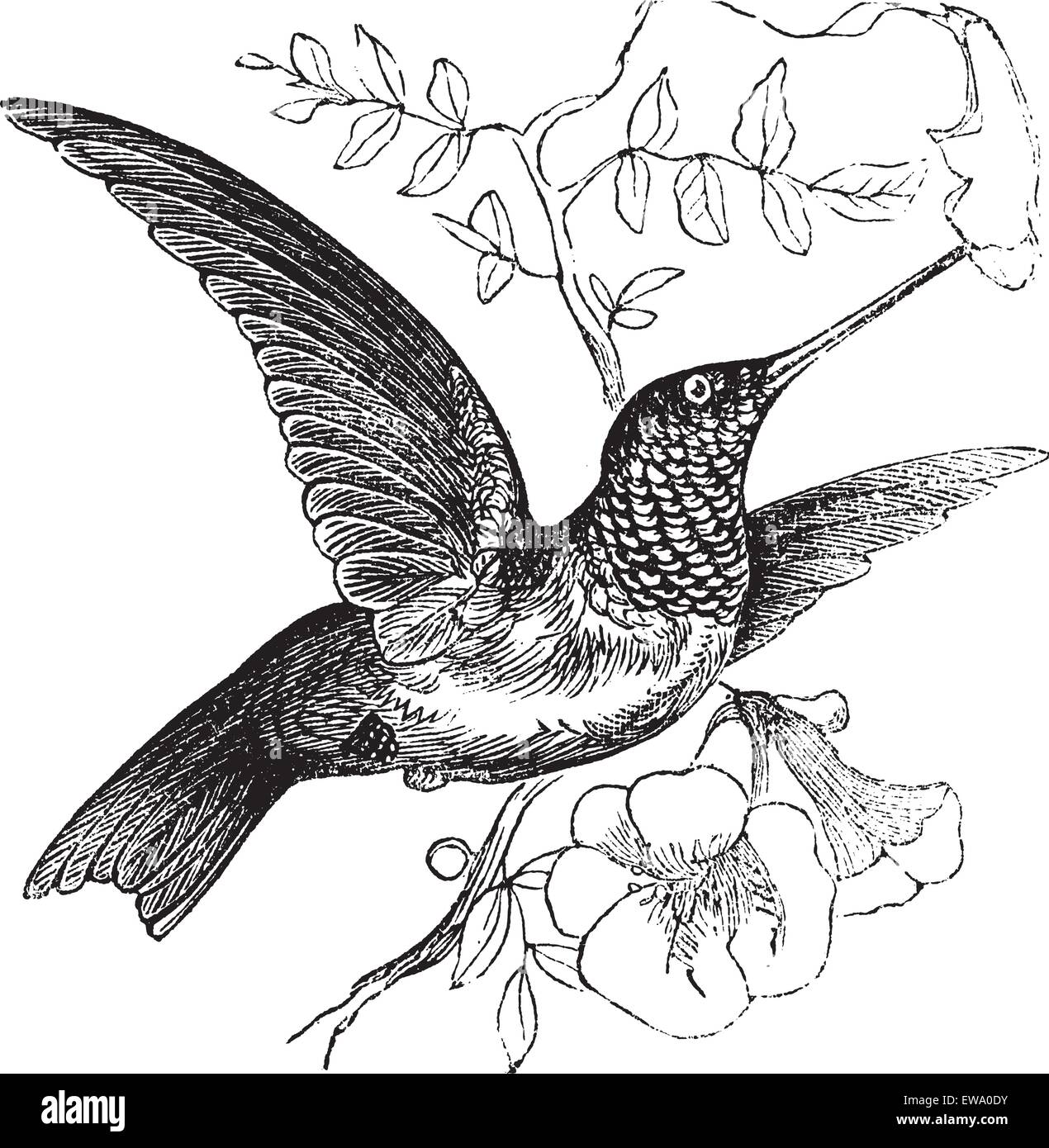 Ruby throated hummingbird vector vectors hi