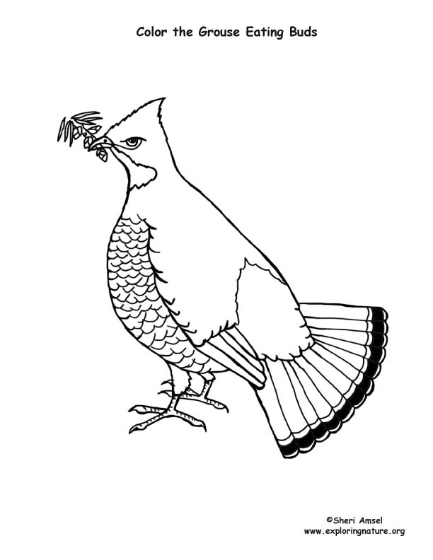 Grouse ruffed coloring page