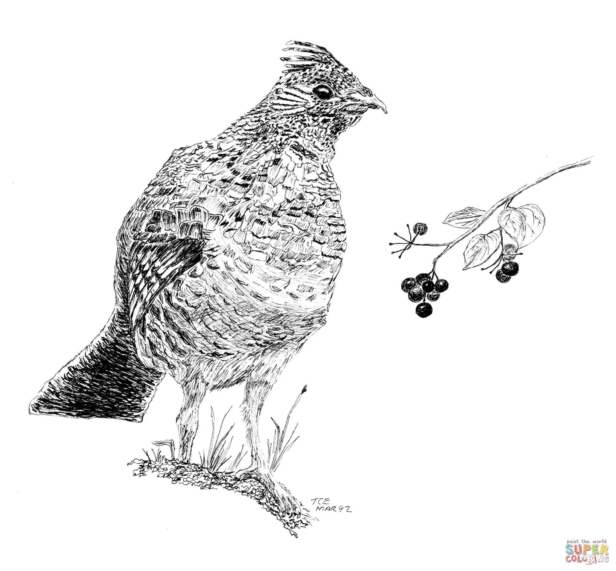 Ruffed grouse coloring page free printable coloring pages