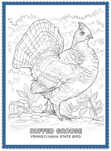 State bird coloring pages by usa facts for kids bird coloring pages animal coloring pages coloring pages