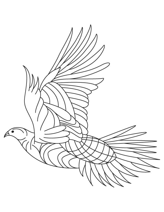 Heavy feathered grouse coloring page download free heavy feathered grouse coloring page for kids best coloring pages