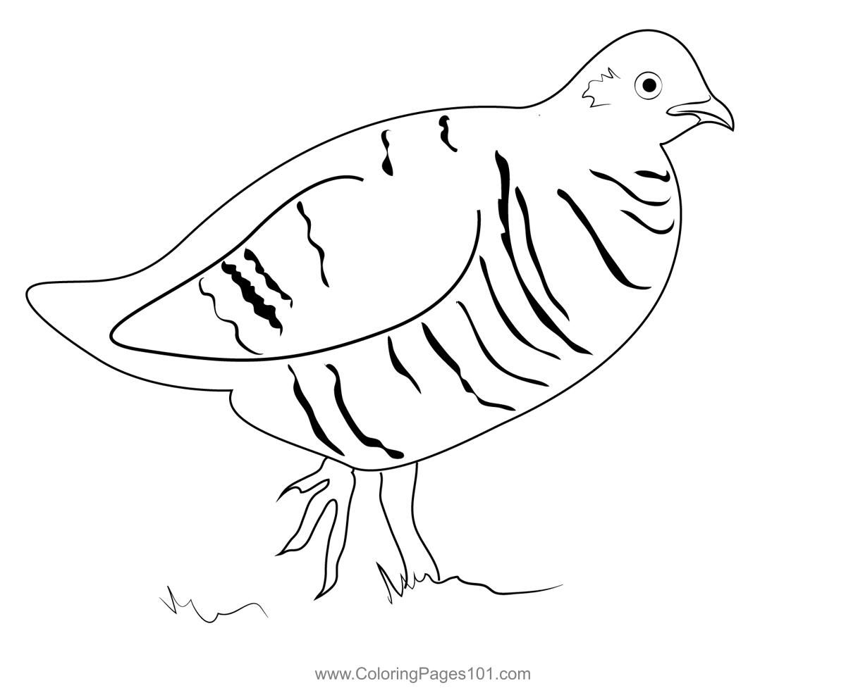 Ruffed grouse coloring page for kids