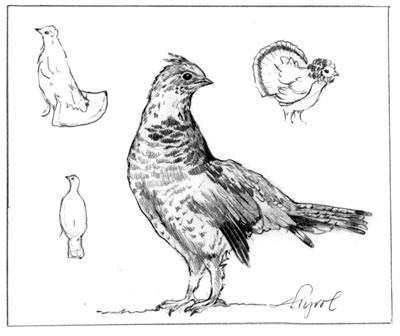 Ruffed grouse finds its way the outside story