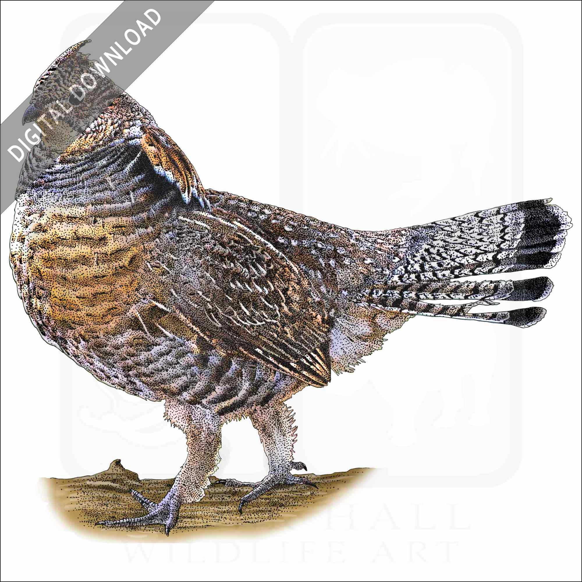Stock art drawing of a ruffed grouse