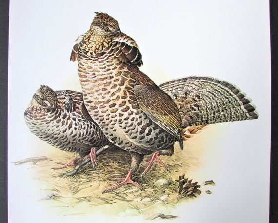 Ruffed grouse bird art print book plate s game bird book page color plate by lansdowne for framing x