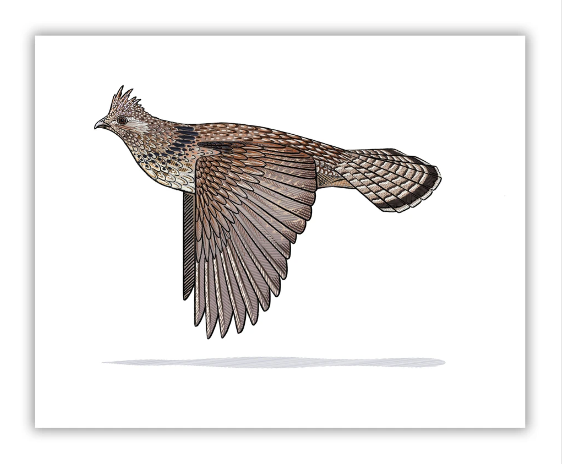 Ruffed grouse print bird dog of the day