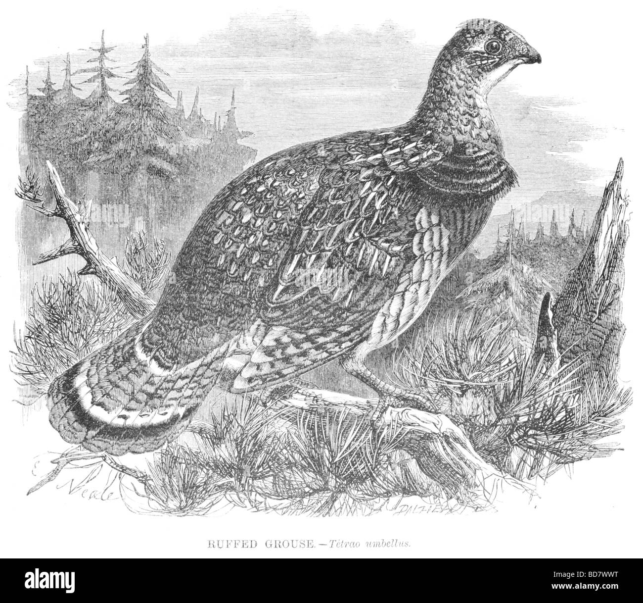 Ruffed grouse black and white stock photos images