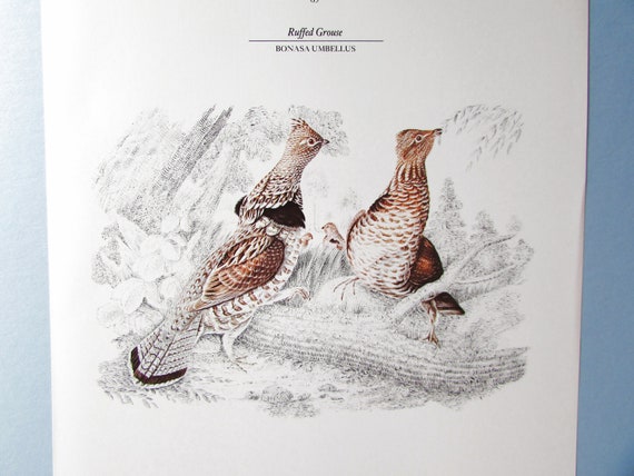 Ruffed grouse bird art print book plate s game bird color book page plate by william pope for framing x