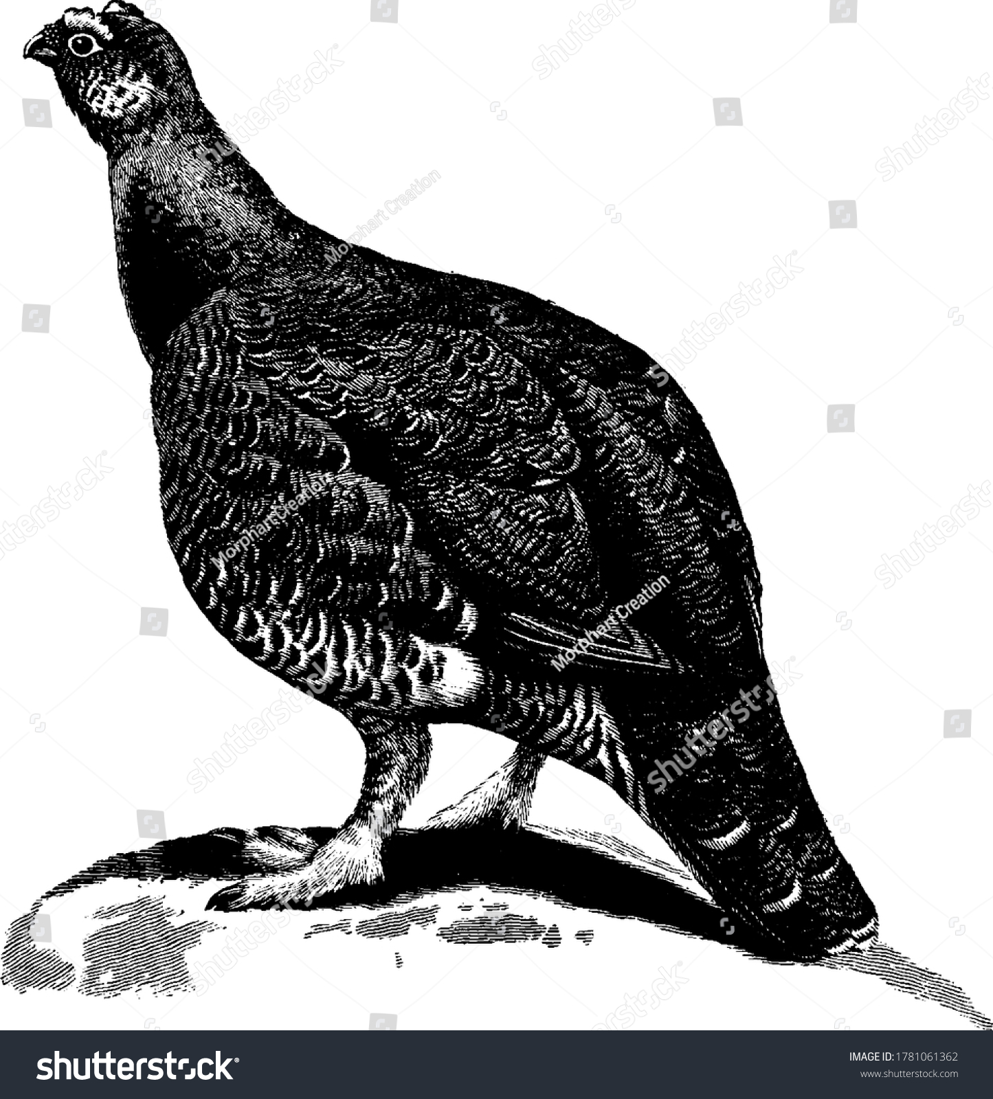 Grouse drawing stock photos and pictures