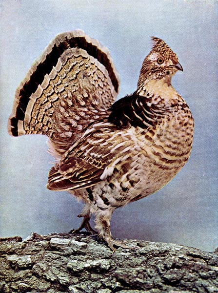 Birds vol â the ruffed grouse lees birdwatching adventures plus