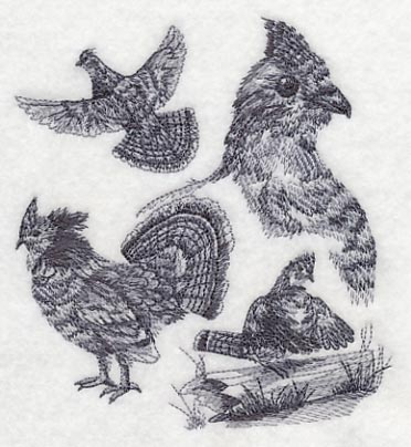 Ruffed grouse sketch