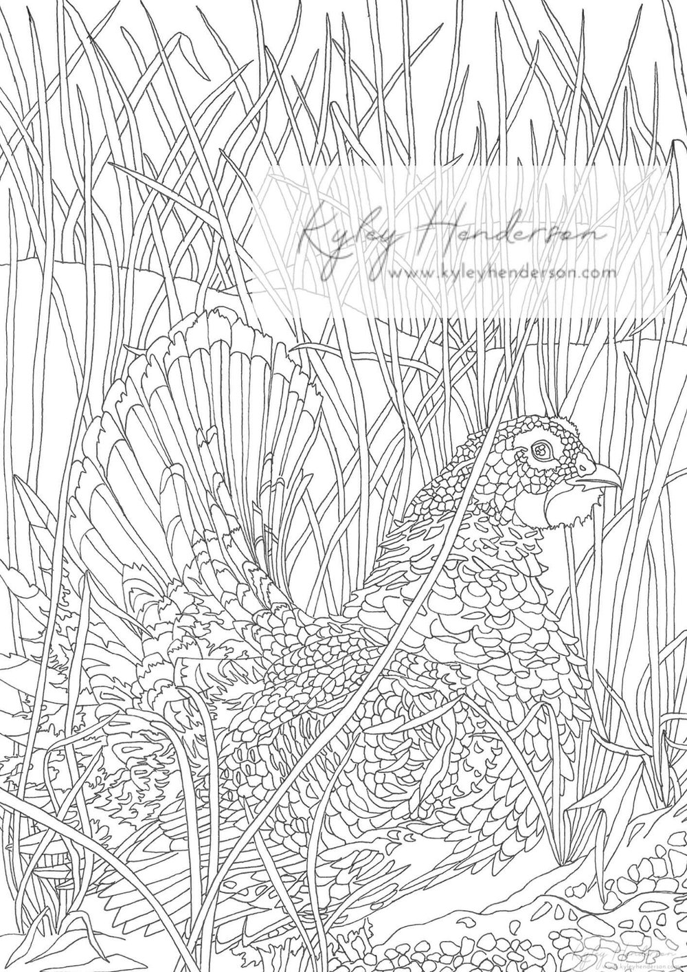 Adult coloring pages of forest animals animal coloring pages instant digital download printable â kyley henderson art