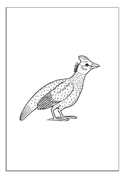 Explore the diversity of birds with printable coloring pages for kids adults