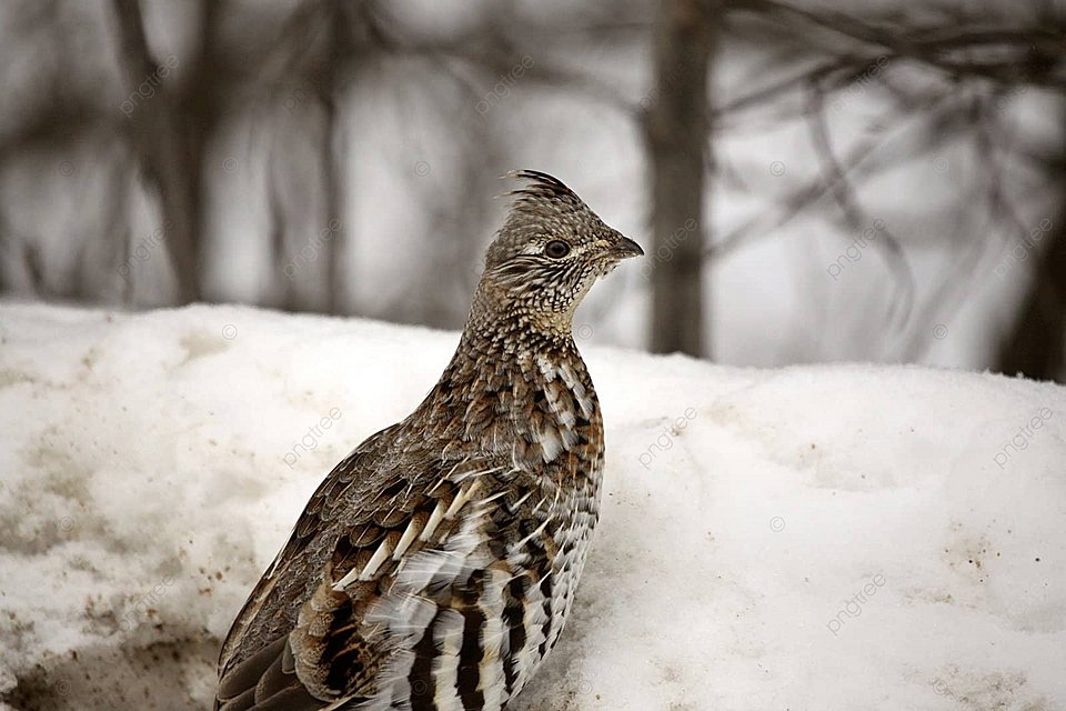 Ruffed grouse in winter color nature winter photo background and picture for free download