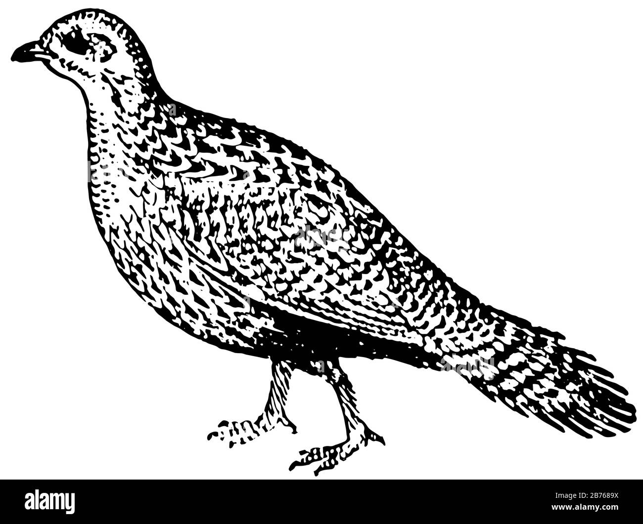 Grouse drawing hi