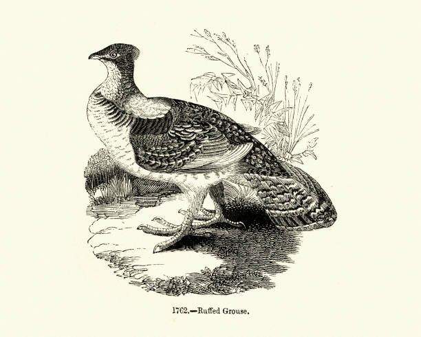 Ruffed grouse stock illustrations royalty