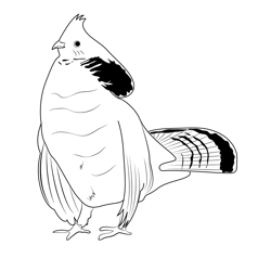 Grouse coloring pages for kids