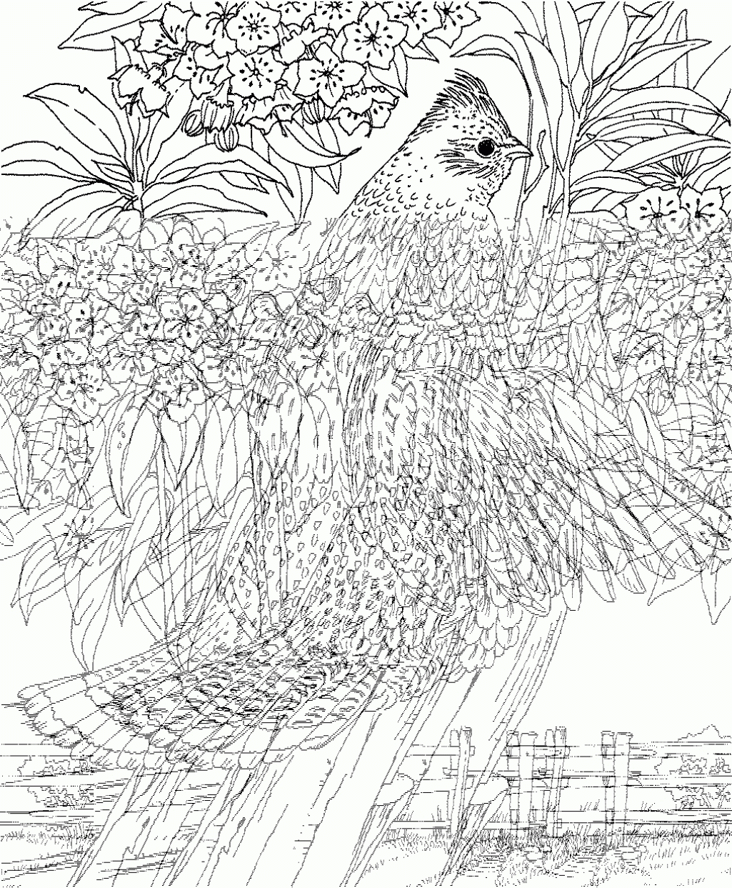 Ruffed grouse coloring page
