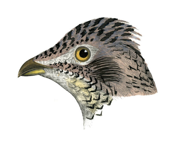 Ruffed grouse stock illustrations royalty
