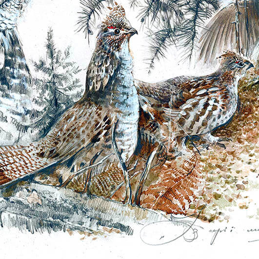Authors print âruffed grouseâ hunting art bird dãcor