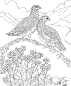 Grouse coloring pages free coloring pages