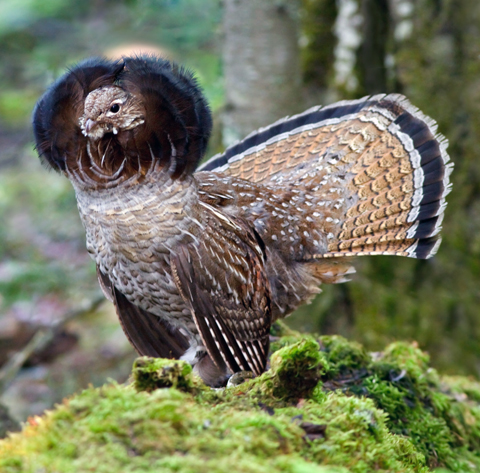 Ruffed grouse
