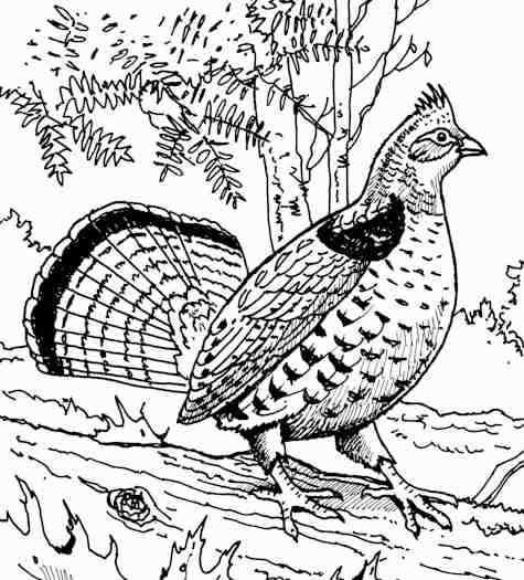 Ruffed grouse pg wildlife paintings bird drawings animal coloring pages