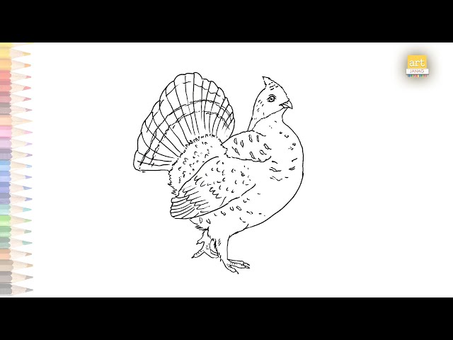 Ruffed grouse drawings ruffed grouse bird how to draw ruffed grouse step by step birds drawing