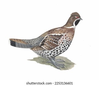Grouse drawing stock photos and pictures