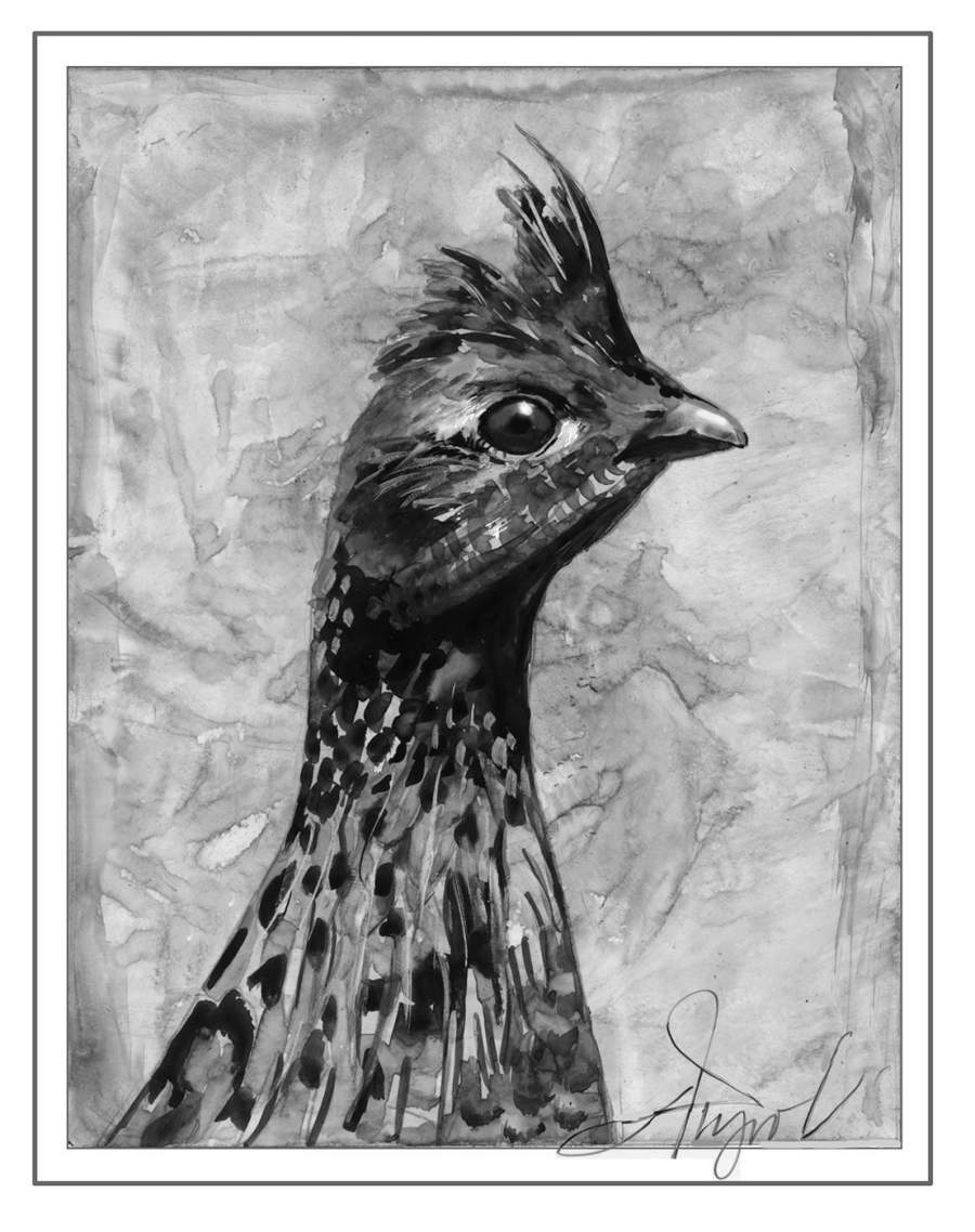Ruffed grouse our unexpected winter visitor the outside story