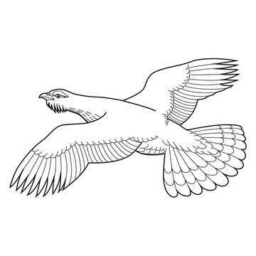 Flying grouse images â browse photos vectors and video