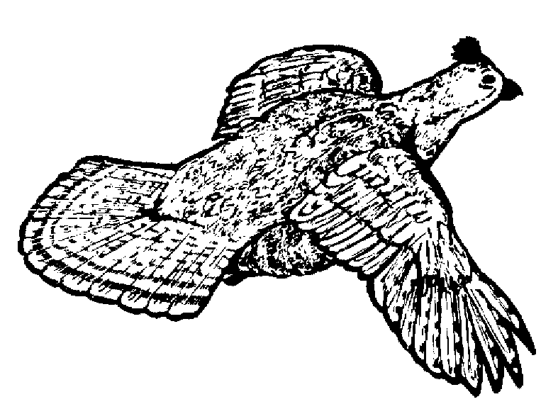 Northeast trophy