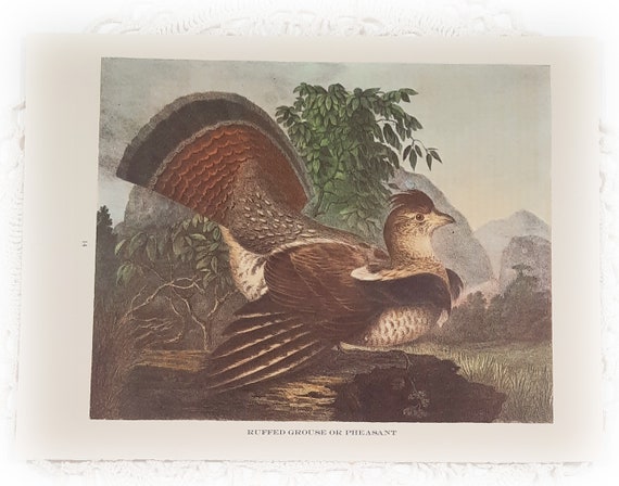 Vintage ruffed grouse pheasant color illustration natural history book page prints junk journal supply ephemera collage mixed media framable