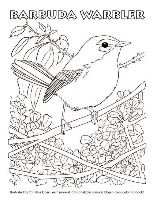 Bird coloring pages for kids
