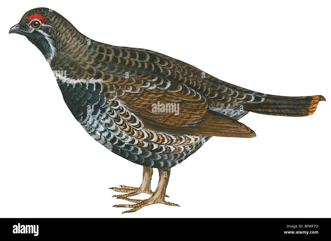 Grouse drawing hi
