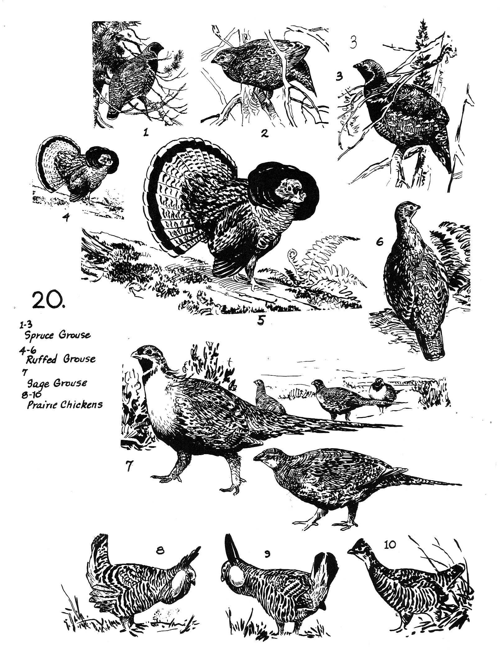 Filegrouse