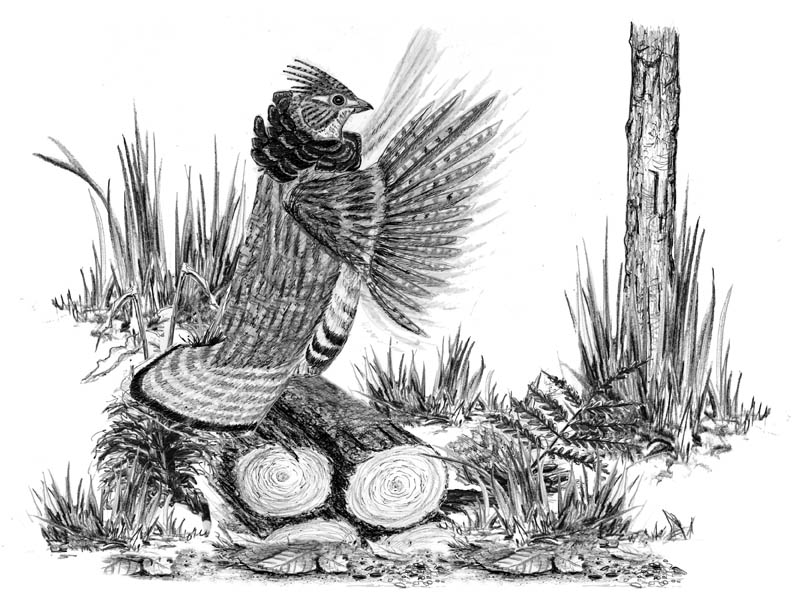 Ruffed grouse bird watchers general store